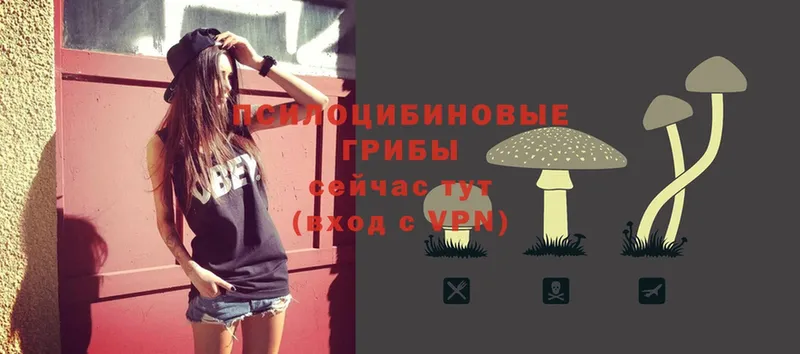 купить наркотики цена  Курган  Псилоцибиновые грибы Psilocybe 